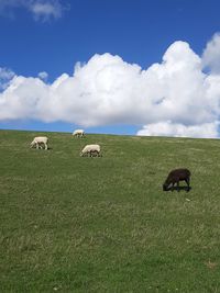 Sheep grazing in a field