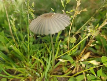 Close-up of mushroom growing on field