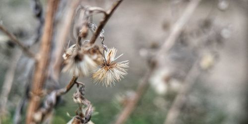 Close-up of wilted plant