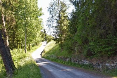 Road amidst trees