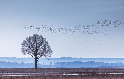 Birds flying over field against sky