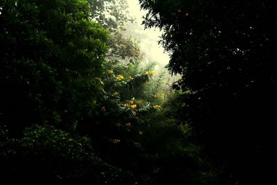 Plants growing on tree