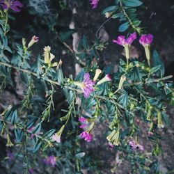 Close-up of purple flowers blooming outdoors