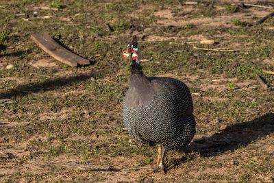 Chicken-d'angola or known as guinea-fowl, on the site in brazil