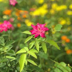 Close-up of pink flowering plant