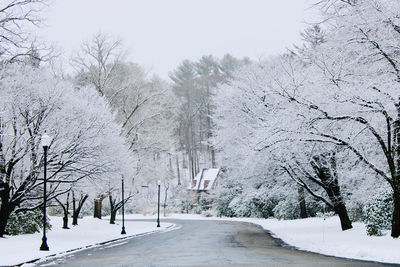 Bare trees on snow covered landscape