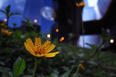 Close-up of yellow flower blooming at night