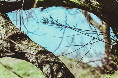 Close-up of bare tree