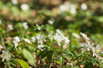 Close-up of flowers