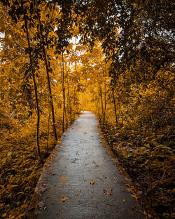 Empty road amidst trees