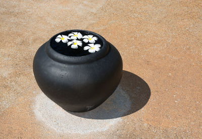 Close-up of frangipani in pot on footpath