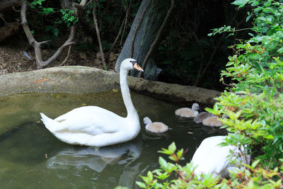 Swan swimming in lake