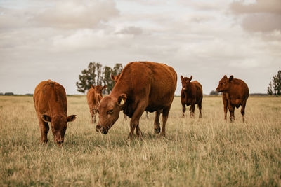 Cows grazing on field