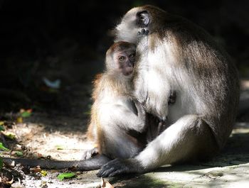 Monkey feeding infant while sitting on field