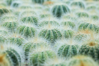 Full frame shot of succulent plants