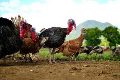 Domestic birds at farm