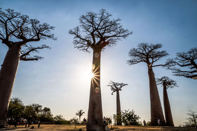 Low angle view of trees against sky