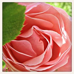 Close-up of red rose