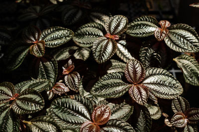 Close up of flame violet in pots used to decorate the house