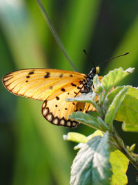 Close-up of butterfly on plant