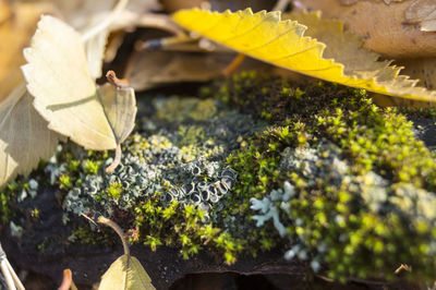 Close-up of leaves on plant