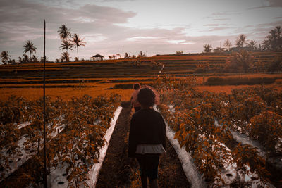 Paddy field