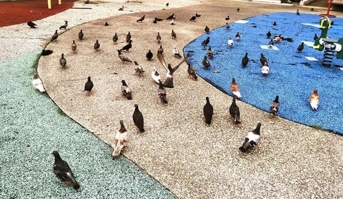 High angle view of pigeons on beach