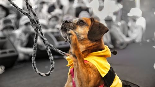 Dog looking away outdoors