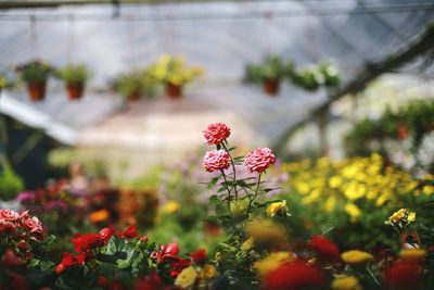 Close-up of red flowering plant