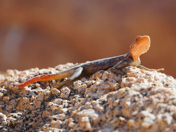 Close-up of lizard on rock