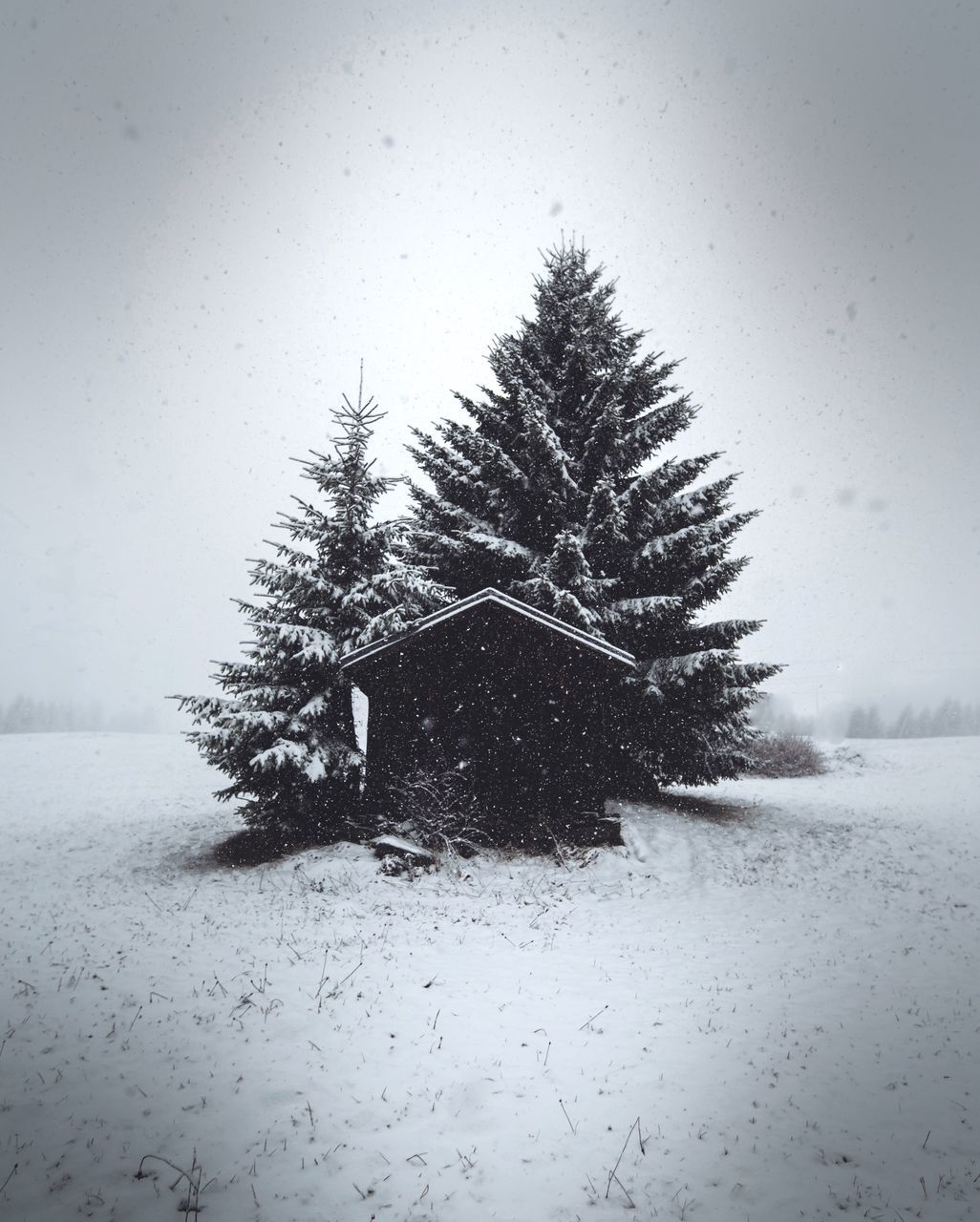 tree, snow, winter, cold temperature, nature, no people, christmas tree, landscape, tranquility, outdoors, beauty in nature, snowing, christmas, day, sky, close-up