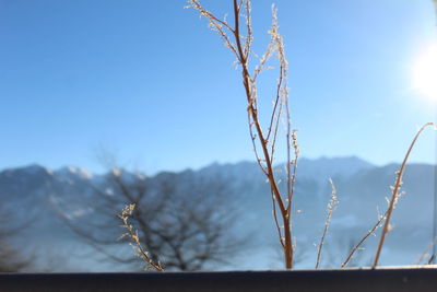 Low angle view of bare tree against clear blue sky