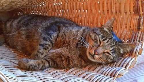 Close-up of cat lying down