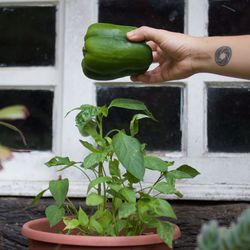 Hand holding potted plant