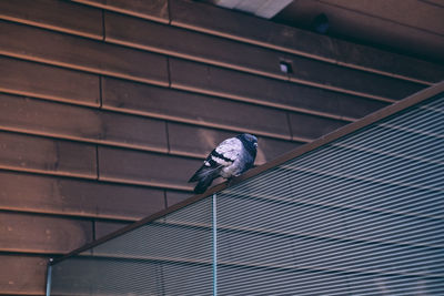 Low angle view of bird perching on railing