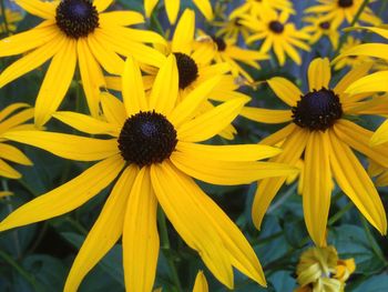 Close-up of yellow flower