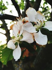 Close-up of white flowers