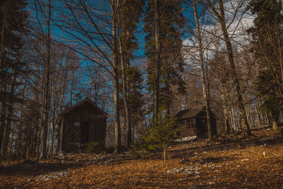 Trees growing in abandoned building