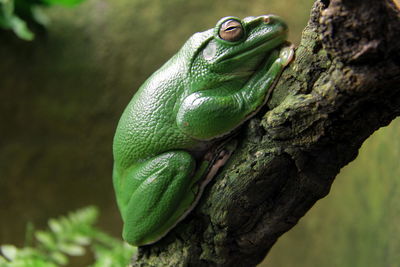 Close-up of lizard on tree trunk