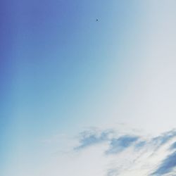 Low angle view of bird flying in sky