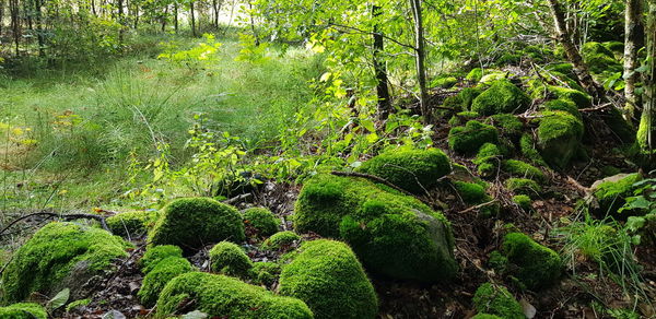 Plants growing on rocks in forest