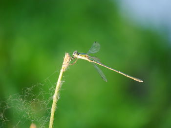 Close-up of dragonfly