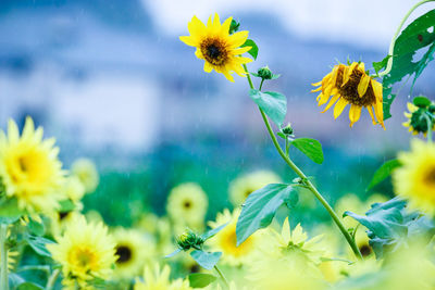 Close-up of yellow flowers blooming outdoors