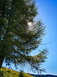 Low angle view of trees against clear sky