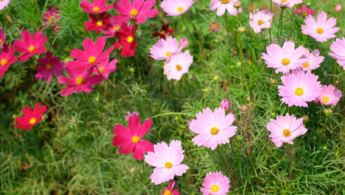 High angle view of flowering plants on field