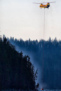 Low angle view of trees against sky