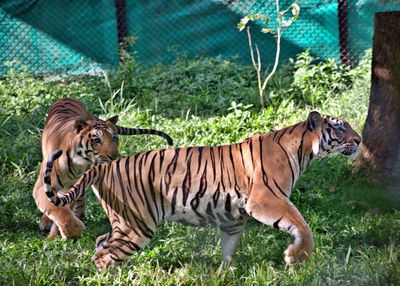 Tiger in a zoo