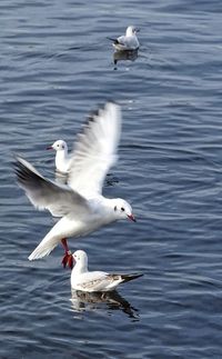 Swans swimming in lake