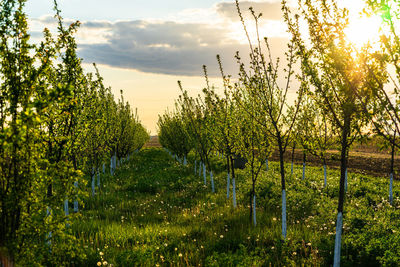 Vineyard against sky during sunset