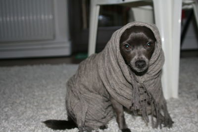 Portrait of chihuahua wrapped in scarf on carpet at home